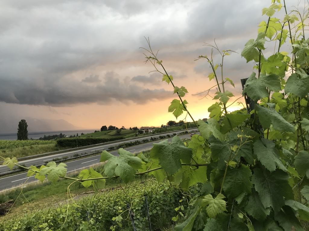 Cave François Montet