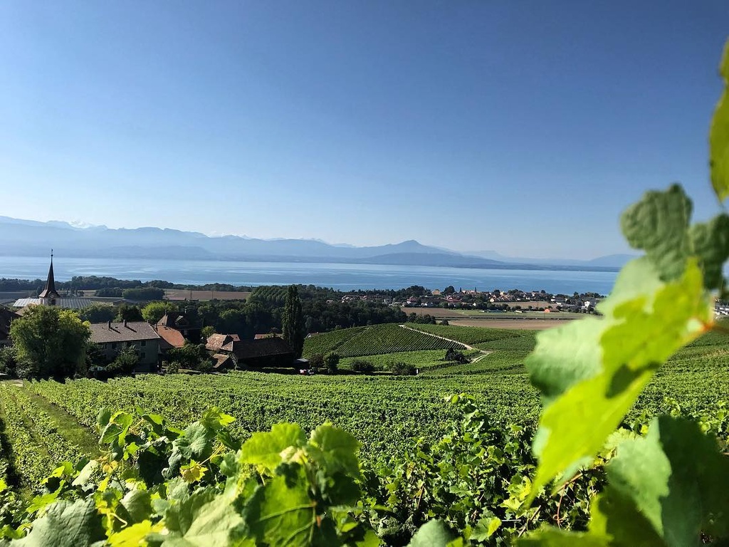 Cave du Vieux Coteau