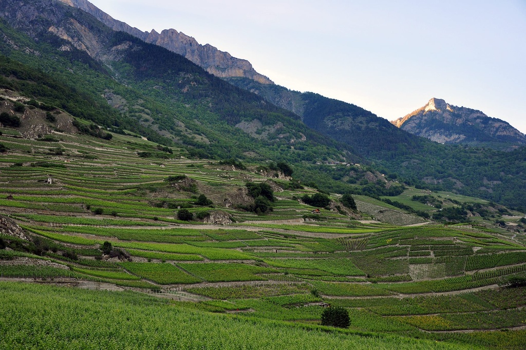 Cave du Vieux Chêne